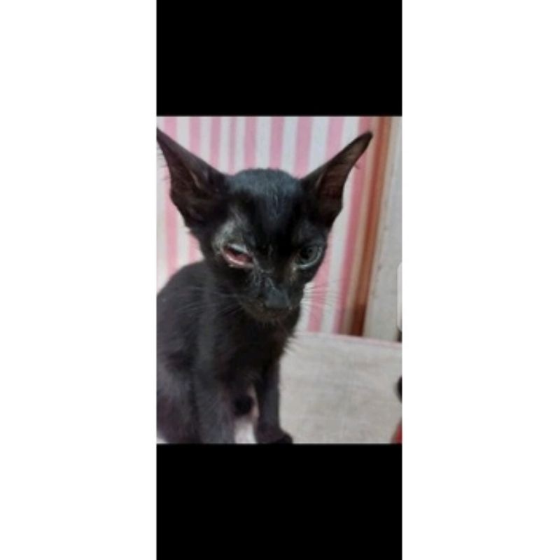 Tetes mata merah iritasi chlamydia kucing