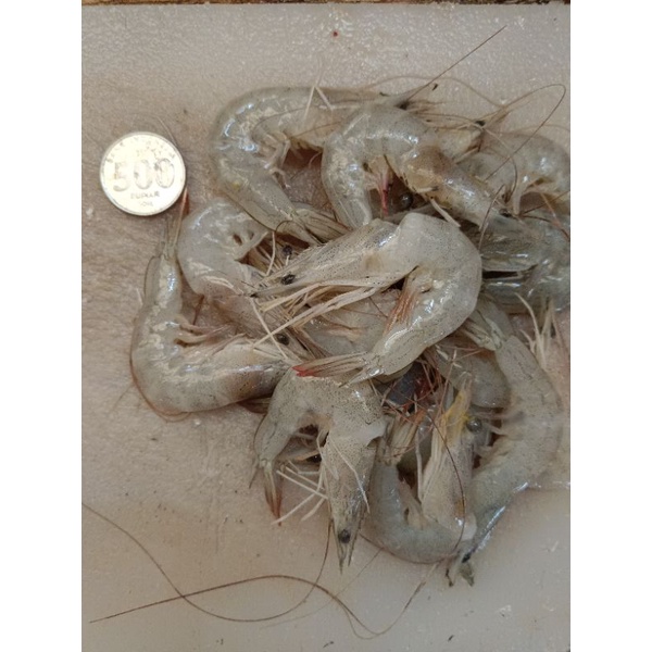 

Udang peci laut ukuran medium 1kg