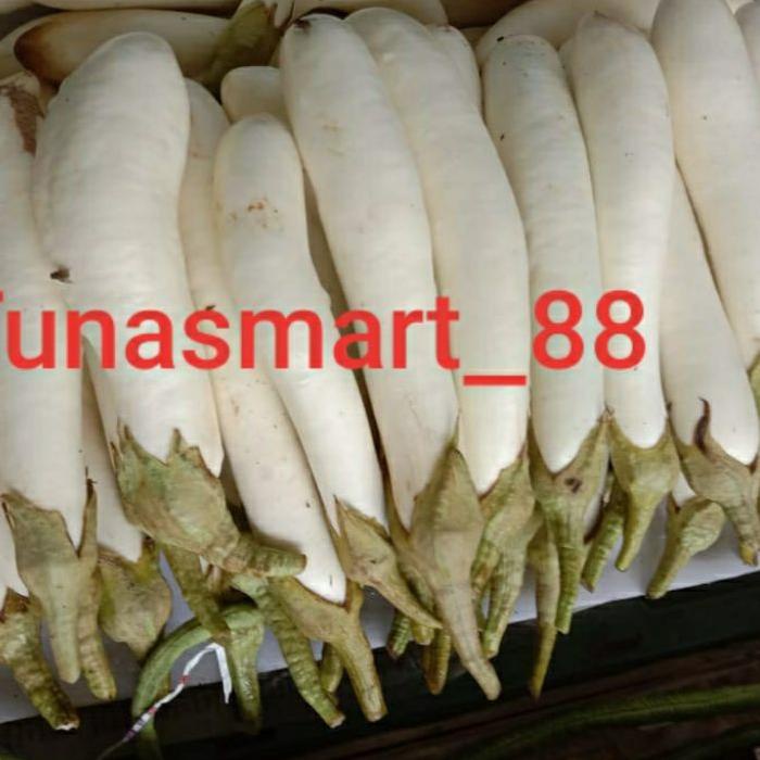 

Diskon✔️TERONG PUTIH/PHAK TIAU COI KALIMANTAN|SQ6