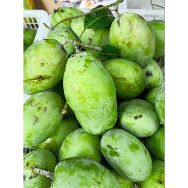 

mangga Dramayu 1 per 1kg