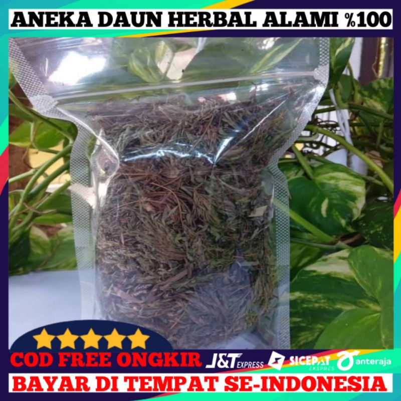 

Daun Putri Malu Kualitas Kering/50Grm
