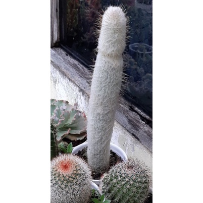 kaktus OldMan Ownroot tinggi