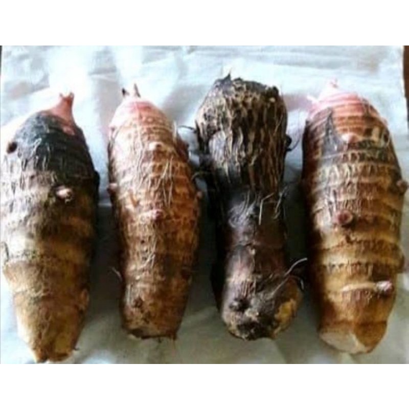 

Umbi talas pullen 1kg