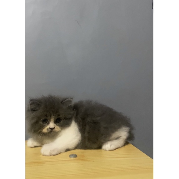 kucing abu putih