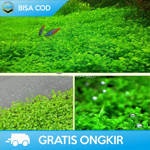 BIBIT RUMPUT BENIH TANAMAN AQUASCAPE DEKORASI AKUARIUM NATURAL H0027