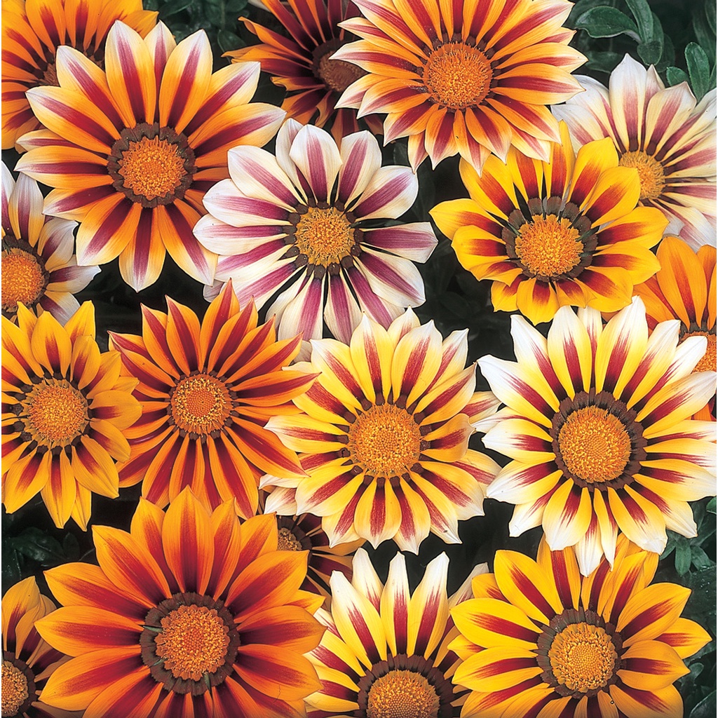 Benih Bibit Biji - Bunga Gazania Tiger Stripes Mixed Flower Seeds - IMPORT