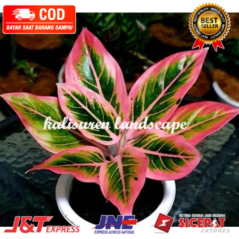 PROMO Promo bibit aglonema lotus daun1-3 ( Bisa COD )