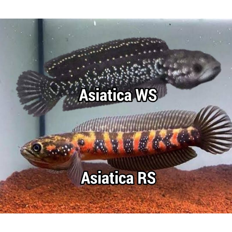 Asiatica RS & Asiatica WS pure  A++