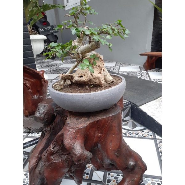 mini bonsai serut + pot