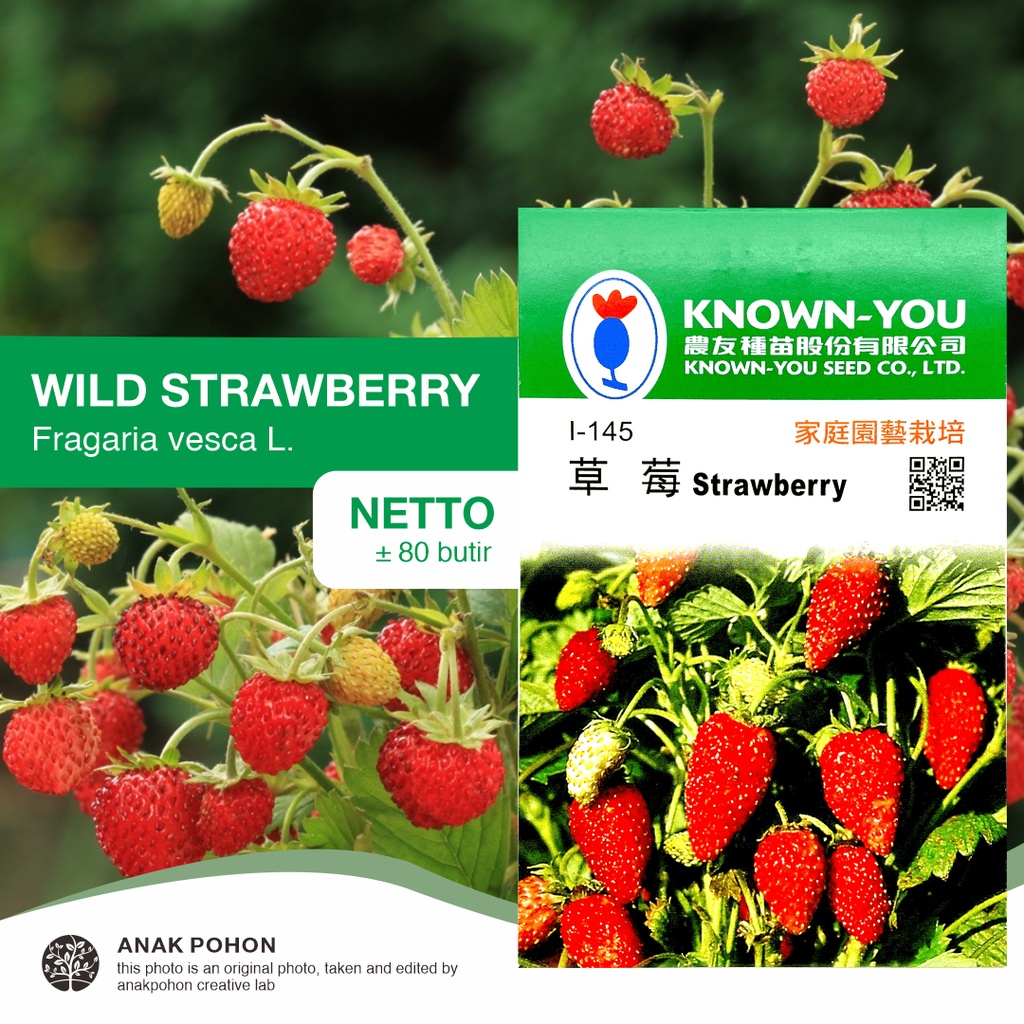 (1 PACK) Benih Strawberry Stroberi Liar (Fragaria vesca L.) - Known You Seed KYS - 80 SEEDS