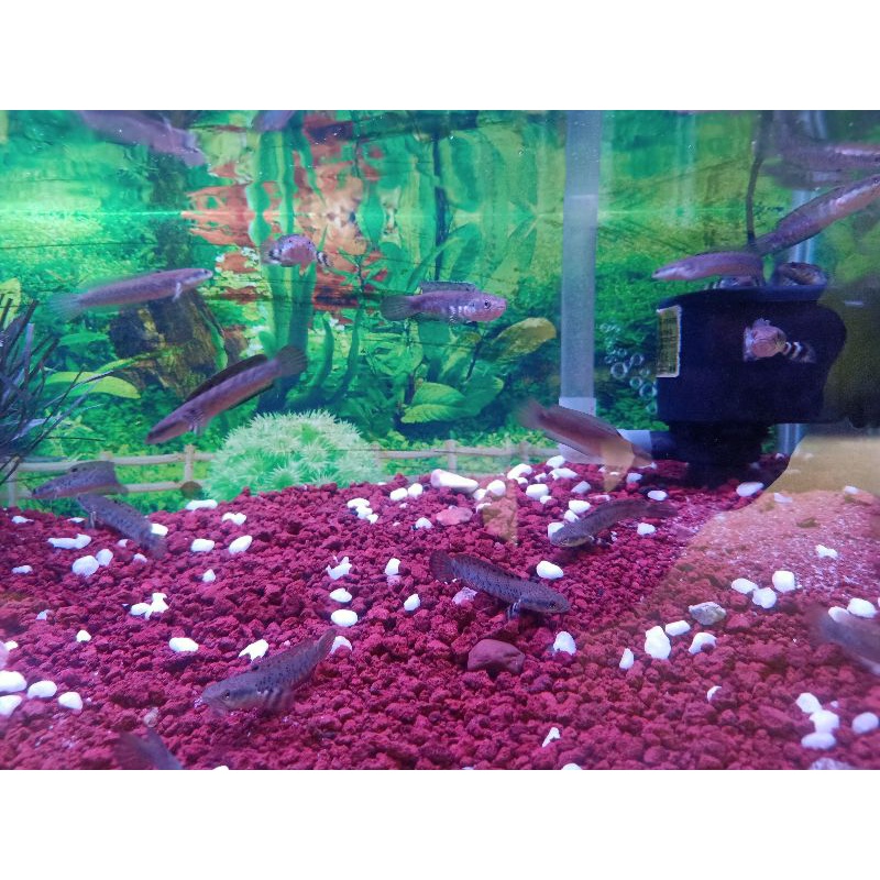 Cana blue pulcra hiasan aquarium termurah kualitas super premium size 8-9cm