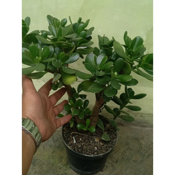 Sukulen Jade Plant Bonsai Berbatang