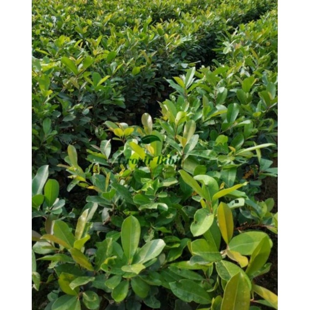 bibit buah jamblang/juwet hitam