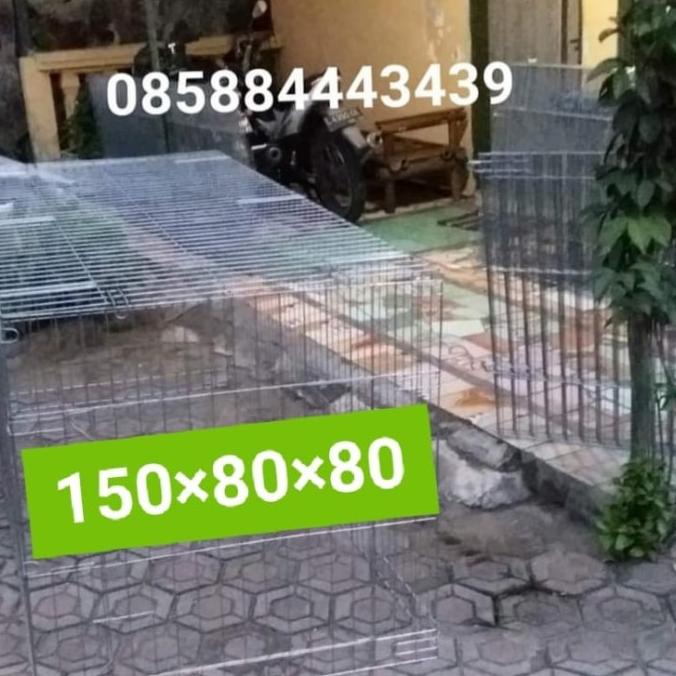 Promo Kandang Umbaran Ayam Bangkok