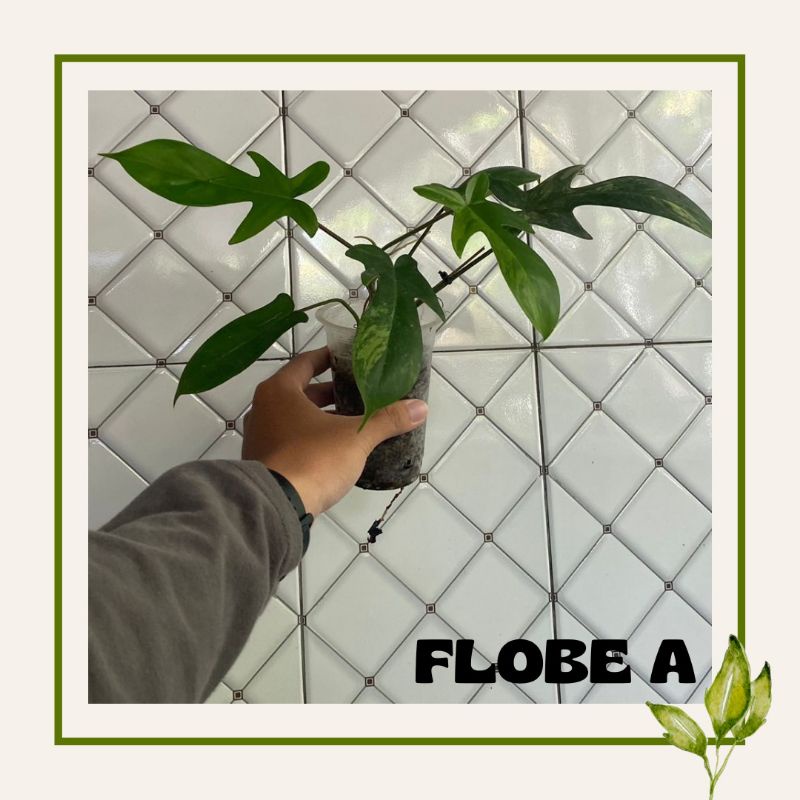 Florida Beauty Variegata