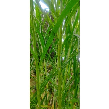 Stek rumput pakchong