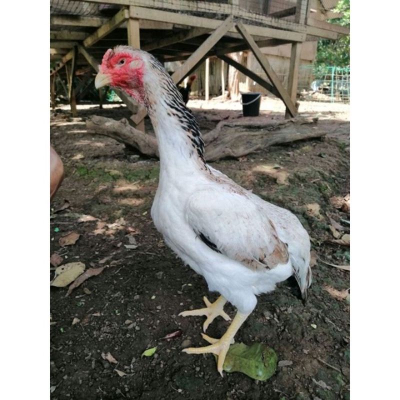 telur fertil ayam shamo eropa si hitam super