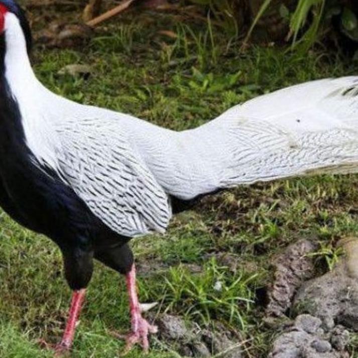 

BISA COD ✔️telur ayam hias silver Pheasant untuk ditetaskan|RA8