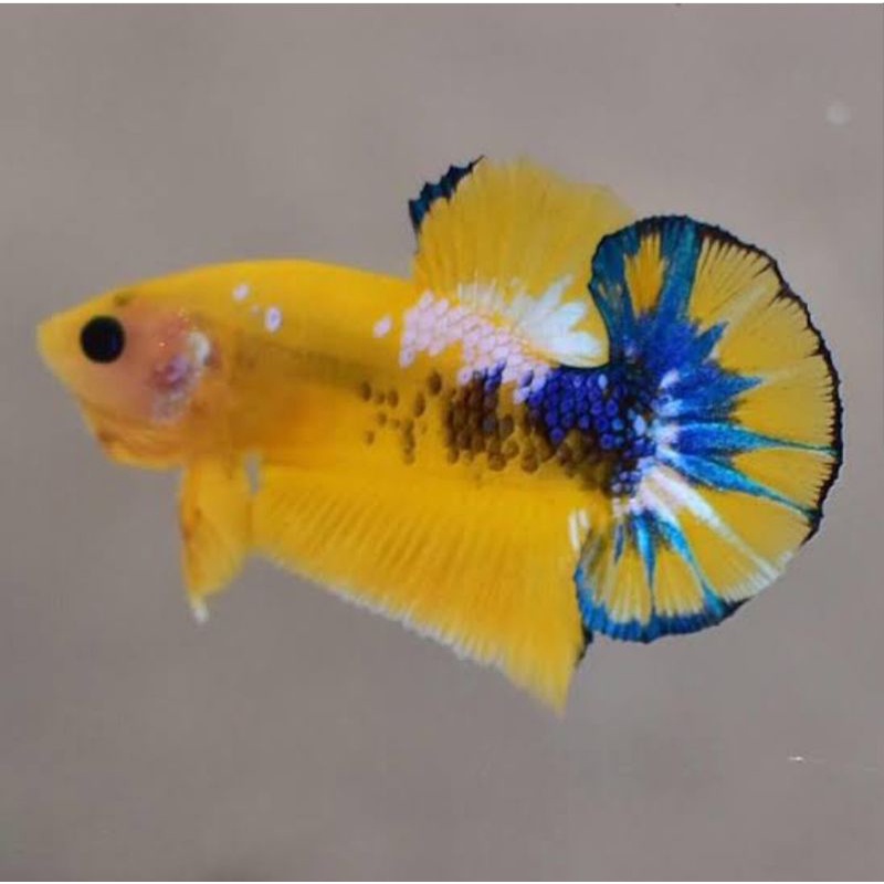 Yellow Fancy (Male&Female)