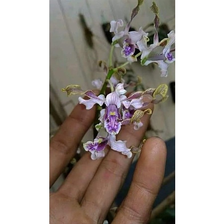 anggrek Dendrobium pseudoconantum Besi Sulawesi (batang aktif)