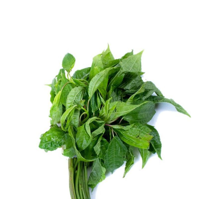 

Daun pohpohan segar 1 ikat