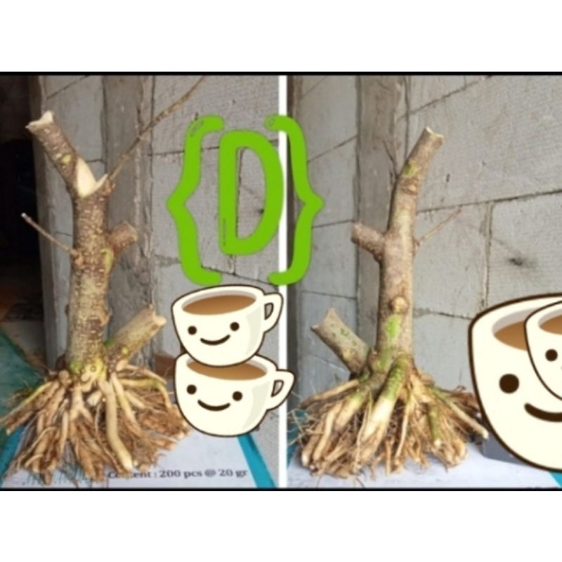 bahan prospek ANPUT ANTING PUTRI.