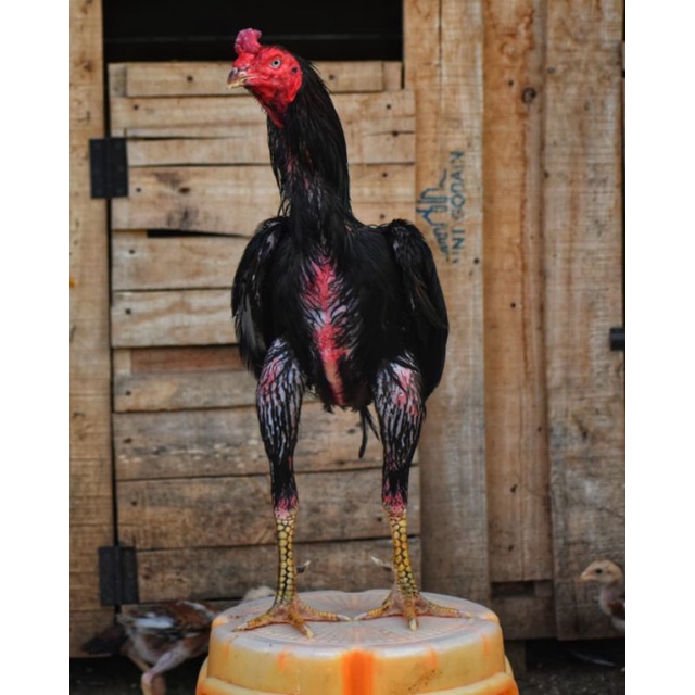 

JUAL TELUR AYAM BANGKOK PERBUTIR
