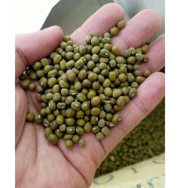 

✨Promo✨ Hari Ini Kacang Hijau Large Mungbeans Import Australia Fresh 1KG Kilogram serbuuu !