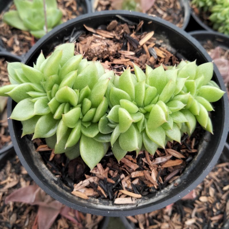 echeveria gilva cristata