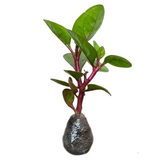 tanaman herbal binahong / tanaman binahong / pohon herbal binahong / bibit binahong /