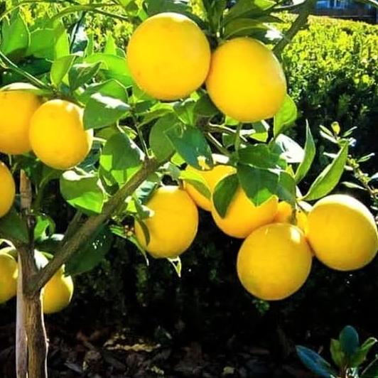 Bibit pohon jeruk lemon california - Jeruk lemon