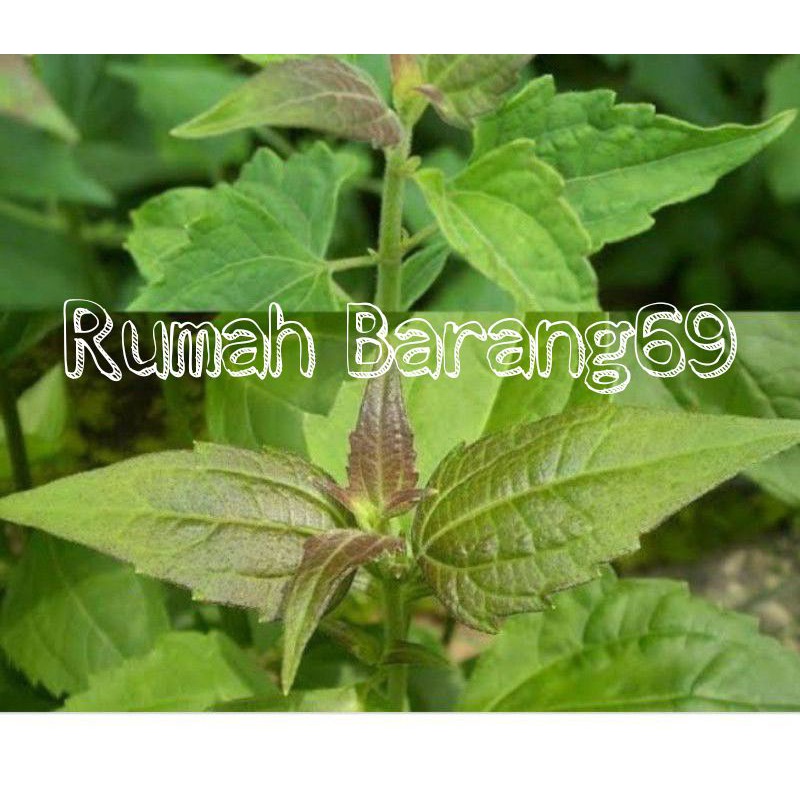 

Daun kirinyuh segar 500gr