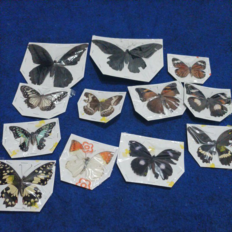 taxydermi awetan kupu kupu murah