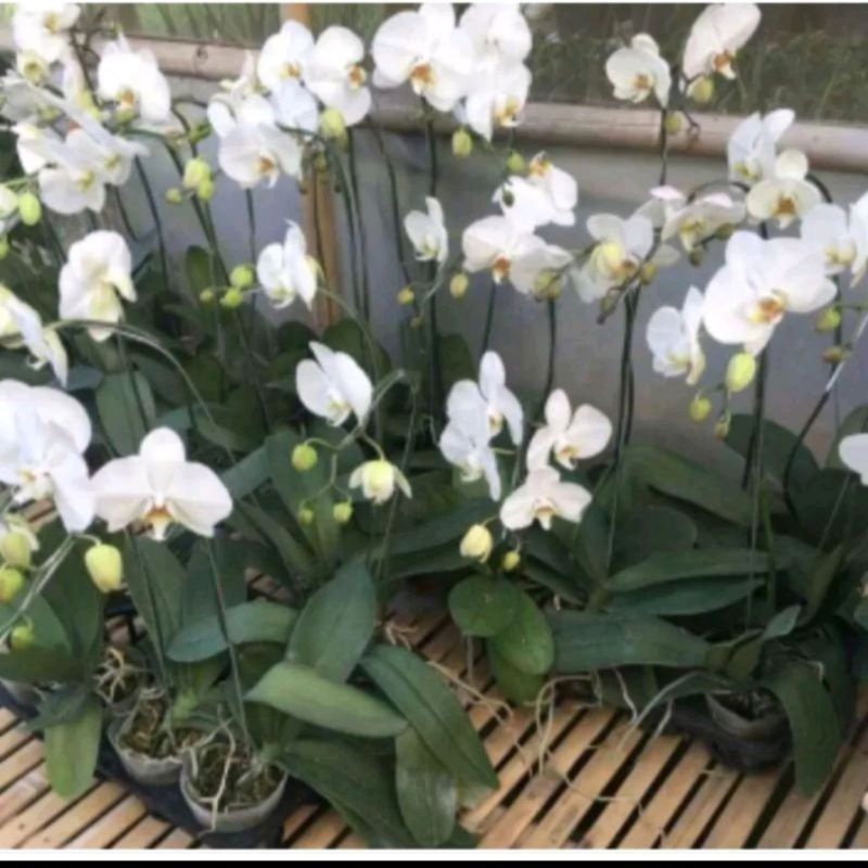 Promo anggrek Bulan Dèwasa sudah berbunga