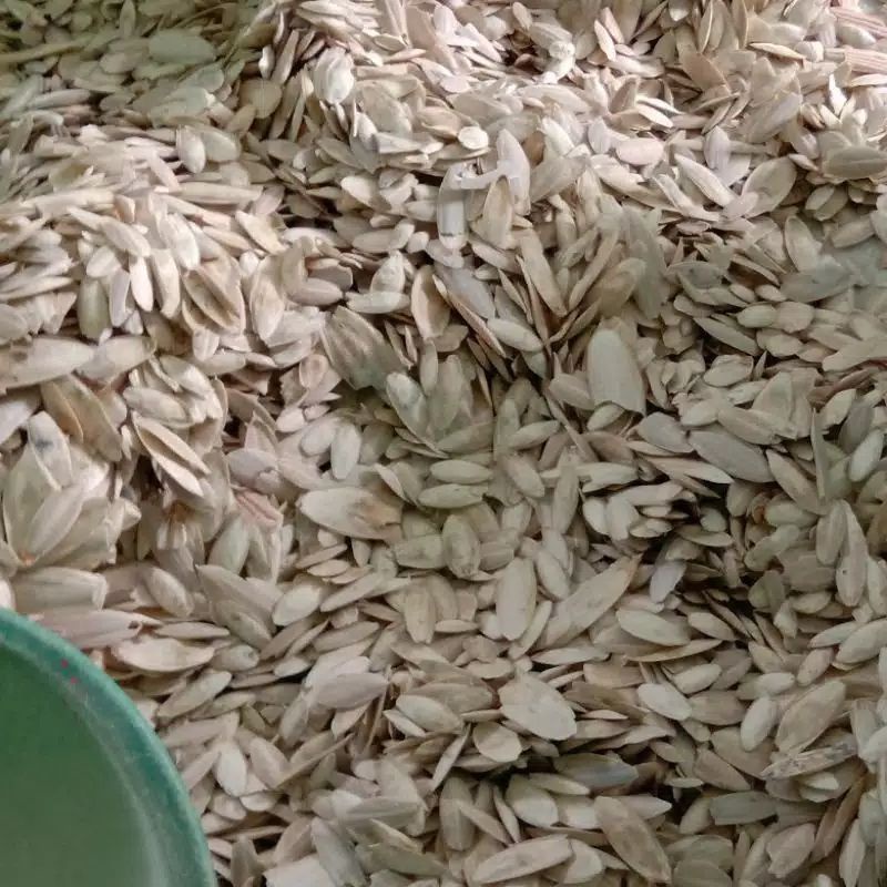 tulang sotong 1/2 kg 5 s.d 7 cm