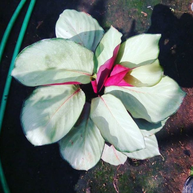 tanaman hias calathea silver - tanaman hias calathea silver plate - calathea silver - calathea