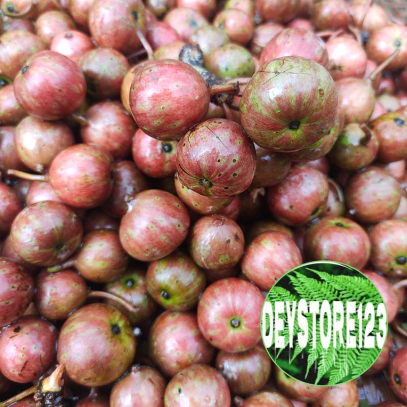 

BUAH GONDANG SEGAR PER 1 KG BARU PETIK