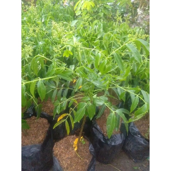 ( berbunga / Berbuah ) Bibit Tanaman Kedondong Kondisi Berbunga bibit kedondong mini bibit kedondong