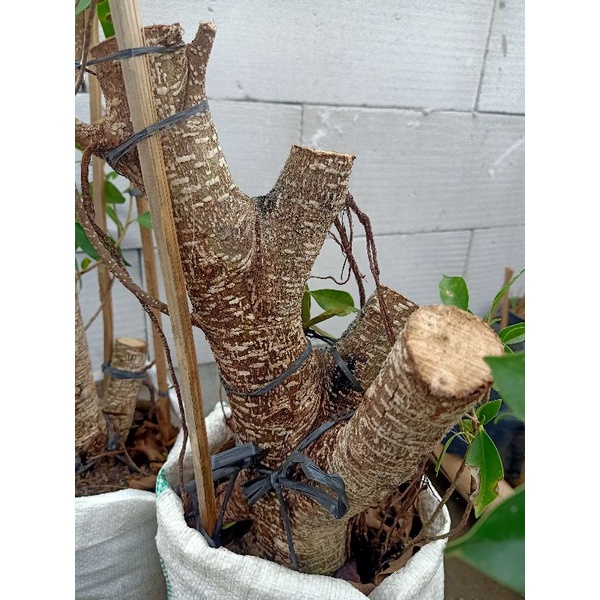 Bahan As Gabung Batang Beringin Kimeng Rawatan Cangkok