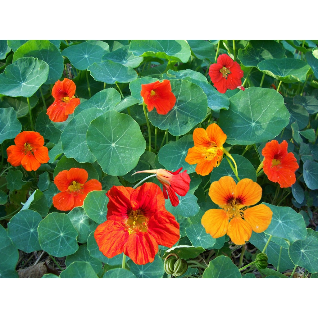 

Usahatemanku Daun Nasturtium Edible for Garnish