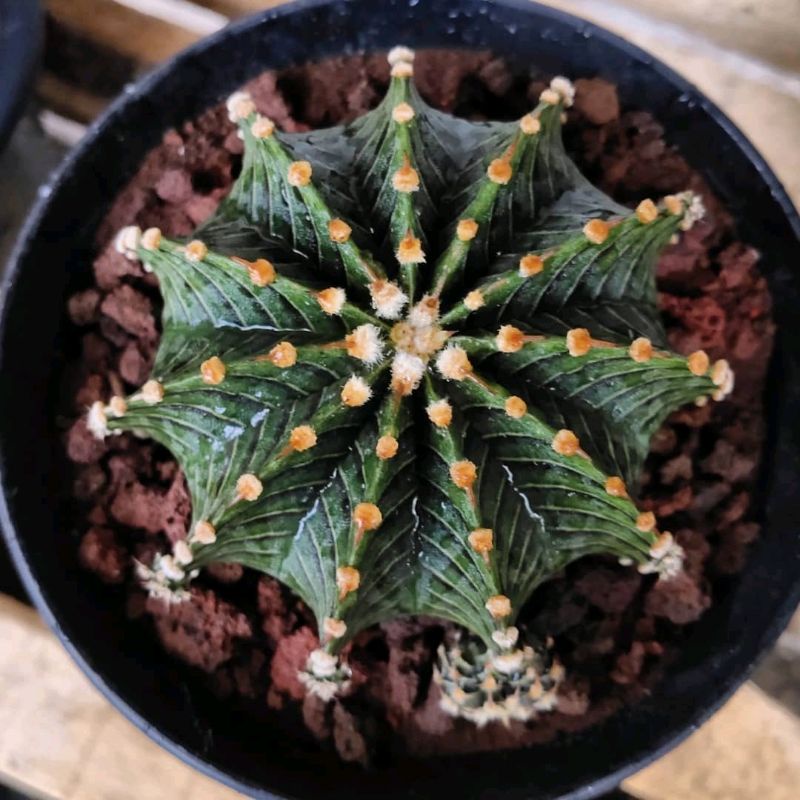 Kaktus LB 2178 Potelan