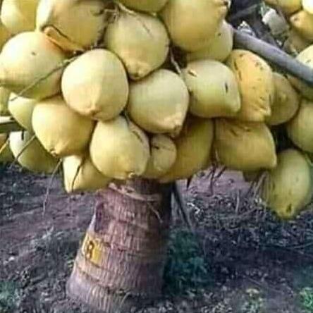 bibit kelapa hibrida kuning