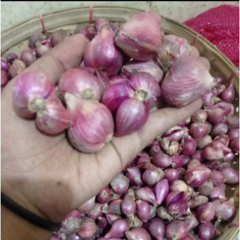 

Bawang Merah