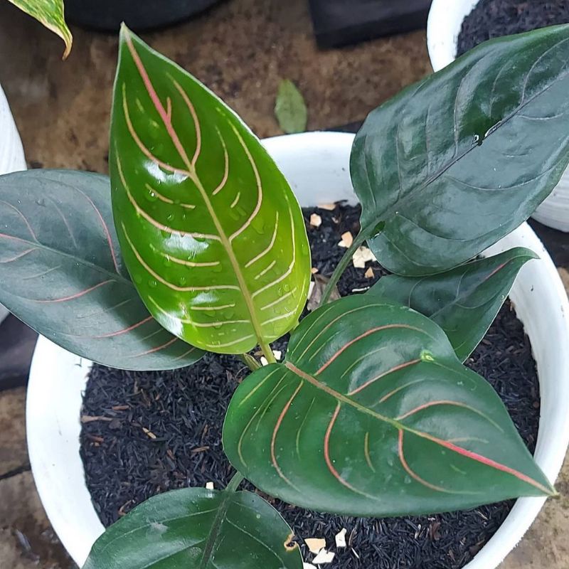 aglonema rotundum Tiger dewasa 5-7 daun