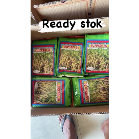SUPPADI 56 TUMBUH 80%