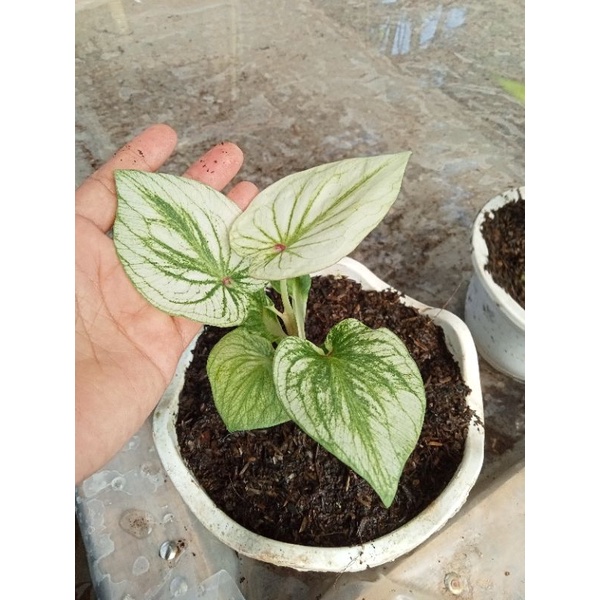 keladi hybrid thailand size anakan