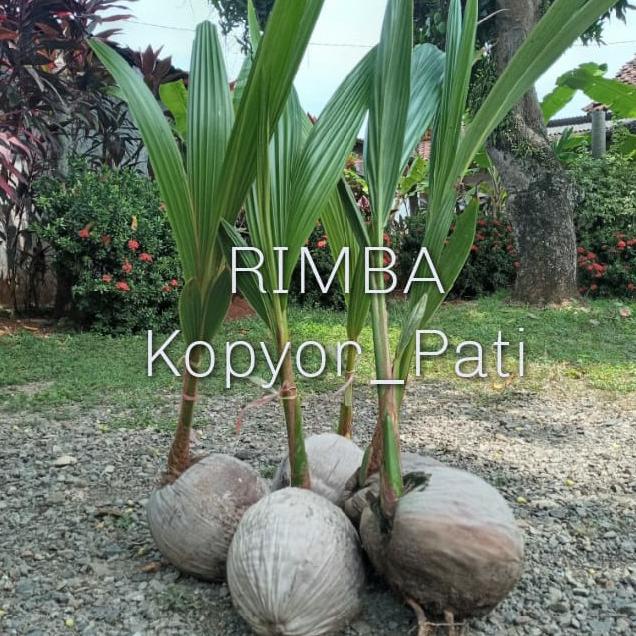BIBIT KELAPA KOPYOR GENJAH ASLI PATI