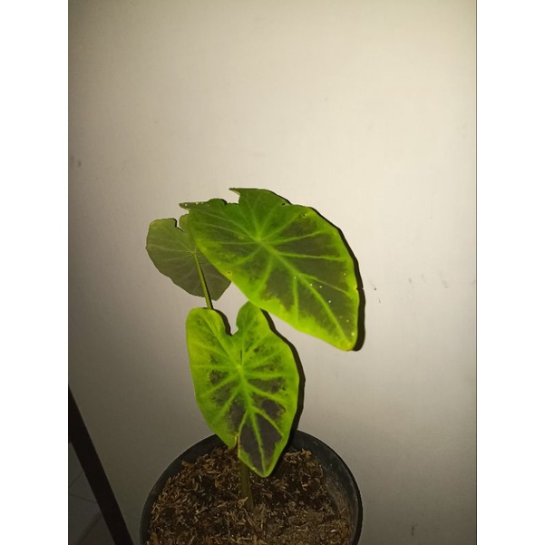 colocasia Black Beauty