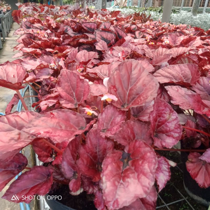 koleksi begonia daun