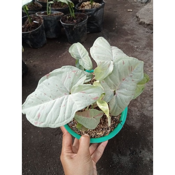 syngonium milk confetti